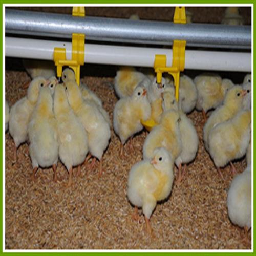 آبخوری مرغ مادروالا صنعت ناب