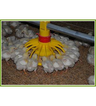 دانخوری مرغ گوشتی